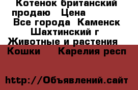 Котенок британский продаю › Цена ­ 3 000 - Все города, Каменск-Шахтинский г. Животные и растения » Кошки   . Карелия респ.